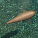 Chagoi koi