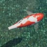 Sanke koi