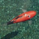 Showa koi