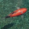 Showa koi