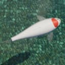 Tancho koi